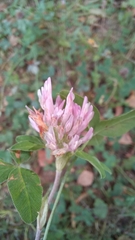 Trifolium pratense