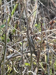 Aiolopus thalassinus tamulus