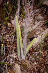 Caladenia polychroma