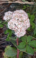 Hylotelephium telephioides