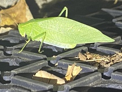 Microcentrum retinerve