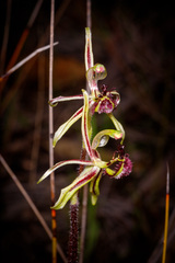 Caladenia barbarossa