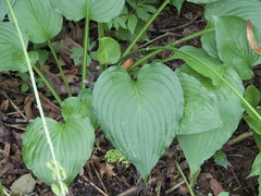Hosta ventricosa