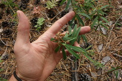 Trifolium lupinaster