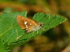 Piruna polingii