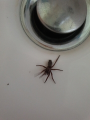 Scotophaeus blackwalli