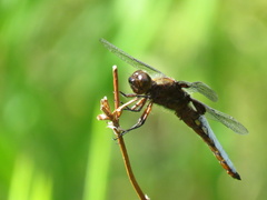 Libellula depressa