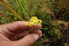 Patrinia rupestris
