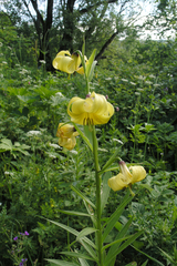Lilium kesselringianum