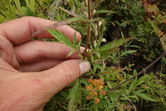 Patrinia rupestris