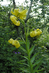 Lilium kesselringianum