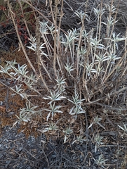 Salvia apiana