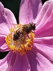 Eristalis tenax