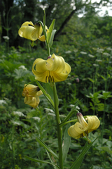 Lilium kesselringianum