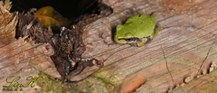 Hyla japonica