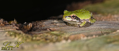 Hyla japonica