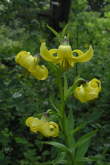 Lilium kesselringianum