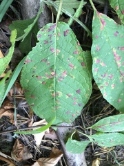 Pucciniastrum areolatum
