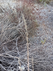 Salvia apiana