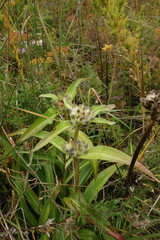 Gentiana macrophylla