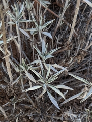 Salvia apiana