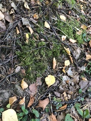 Pleurozium schreberi