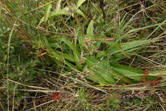 Gentiana macrophylla