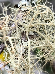 Usnea hirta