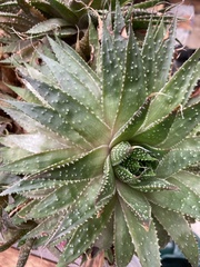 Aristaloe