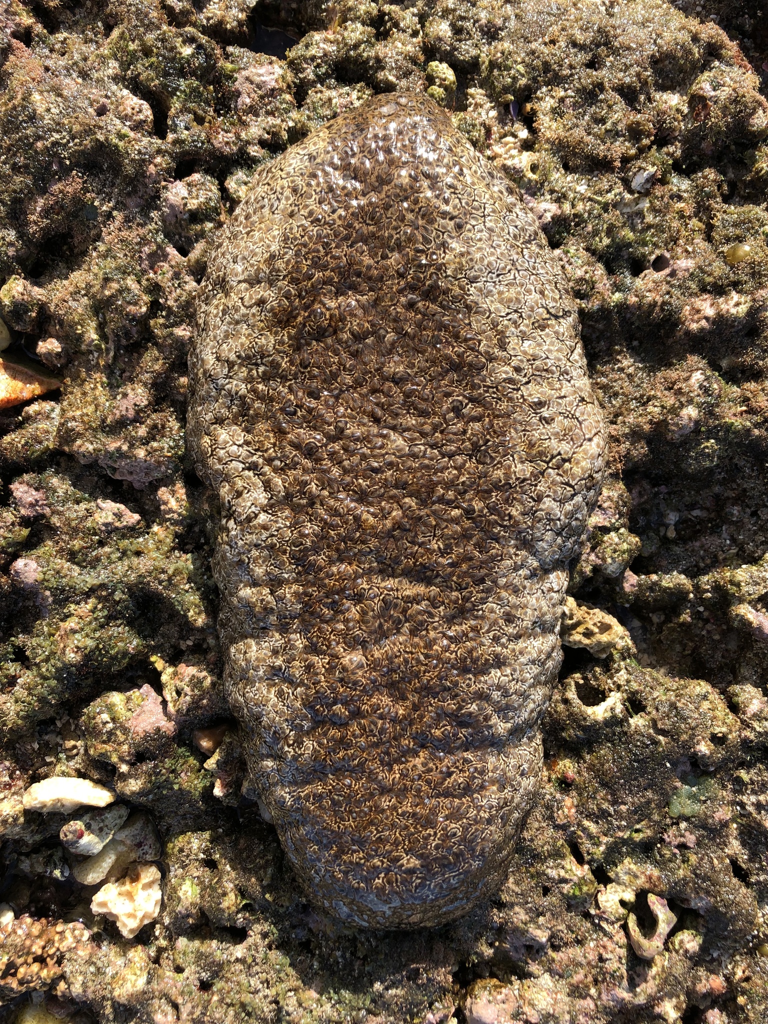 Menga anusingizni korsating