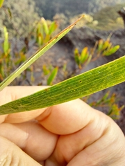 Acacia subtilinervis