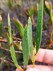 Acacia subtilinervis