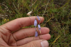 Adenophora stenanthina