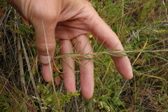 Adenophora stenanthina