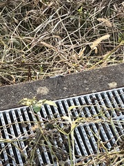 Orthetrum albistylum