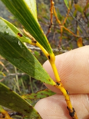 Acacia subtilinervis