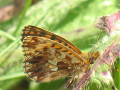 Boloria dia