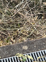 Orthetrum albistylum