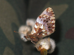 Boloria dia