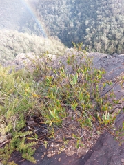 Acacia subtilinervis
