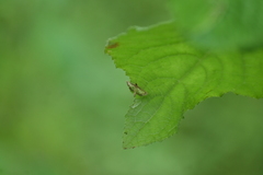 Marasmia