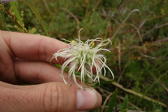 Clematis hexapetala