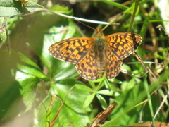 Boloria dia