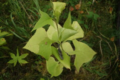 Parasenecio hastatus