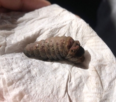 Lepidoptera