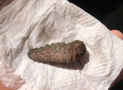 Lepidoptera