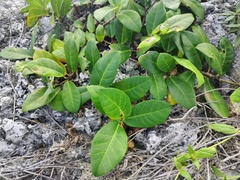 Ficus tinctoria