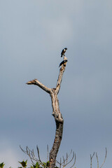 Microhierax fringillarius