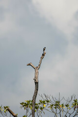 Microhierax fringillarius