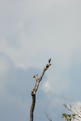 Microhierax fringillarius